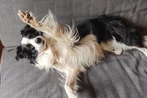 Funny cute puppy dog border collie lying down on couch at home indoors. Pet dog resting ready to sleep on cozy sofa. Pet care and animals concept. photo