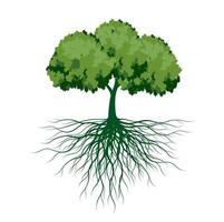 Green Tree with Leaves and Roots. Vector outline Illustration. Plant in Garden.