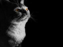 Yellow eyed domestic cat with black and white photo concept on black and dark background.