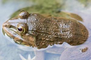 Frog in pond nature background photo