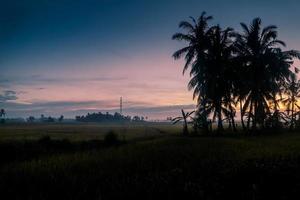 Tropical sunset landscape with coconut trees in silhouette photo