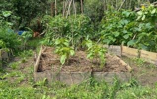 stems and sprouts of pepper in the garden photo