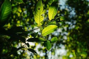 bright green trees and leaves in spring photo