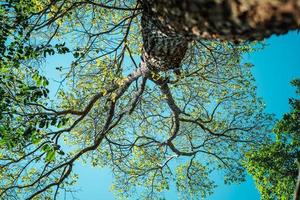 bright green trees and leaves in spring photo