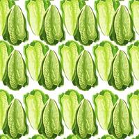 Seamless pattern salad Romano on white background.Ornament with lettuce. vector