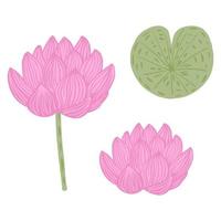 Set flower lotus isolated on white background. Abstract botanical blossom, bud and leaf. Floral sketch pink and green color. vector