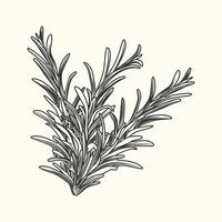 Rosemary herb branch ink sketch isolated. Monochrome food ingredient. vector