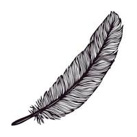 Hand drawn feather isolated on white background. vector