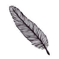 Hand drawn feather isolated on white background. vector