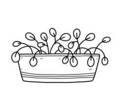 Cute houseplant in flower pot isolated on white background. Vector hand-drawn illustration in doodle style. Perfect for cards, decorations, logo.