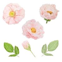 colección de rosas rosadas acuarela sobre fondo blanco aislado vector