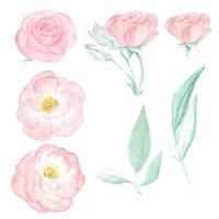 watercolor pink wild rose elements collection isolated on white background vector