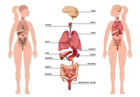 infografia de organos humanos internos vector