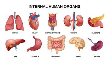 conjunto de iconos horizontales de órganos humanos internos vector