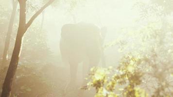 elefante de touro selvagem na selva com nevoeiro profundo video