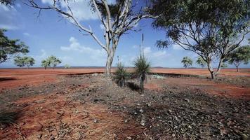 fantastisk solnedgång på savannens slätter i nationalparken i kenya video