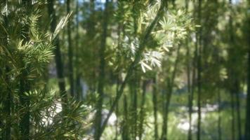 Bosque de bambú de arashiyama tranquilo y ventoso de 8k video