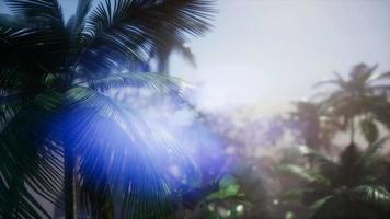 Sunset Beams through Palm Trees video