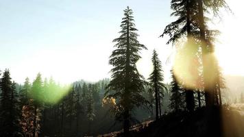Licht und Nebel des frühen Morgens ziehen durch die Bäume video