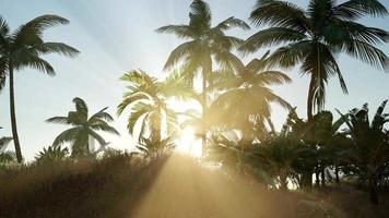 tropischer Strand an sonnigen Tagen video