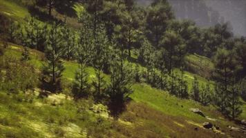 herfstbos op groene rotsachtige heuvels video