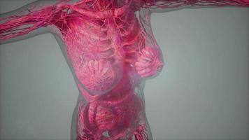 Anatomy Tomography Scan of Human Body video