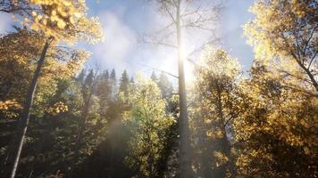 Sonnenstrahlen durch Bäume video