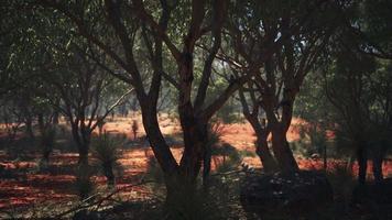 roter Sandbusch mit Bäumen video