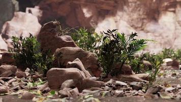 gran cueva rocosa de hadas con plantas verdes video