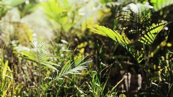 primo piano vista della natura di erba sullo sfondo tropicale video