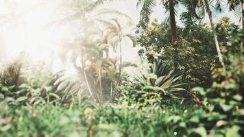 tropical garden with palm trees in sun rays video