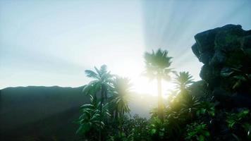 Mountain and Field Landscape with Palms video