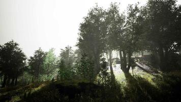 sun is shining through the trees in a young forest timelapse video