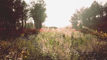 schilderachtig levendig groen boslandschap met weide video