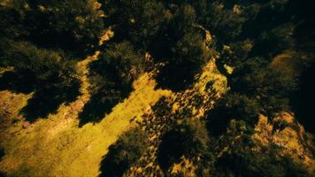 tropischer wald im morgendlichen blick auf das hochland von malaysia video