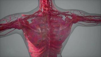 vollständige Nahaufnahme des Skelettsystems mit transparentem Körper video