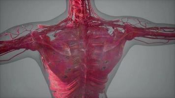 Complete close-up view of the Skeletal System with transparent body video