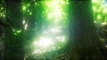 solstrålar som lyser genom naturlig skog av bokträd video