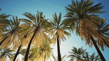 view of the palm trees passing by under blue skies video