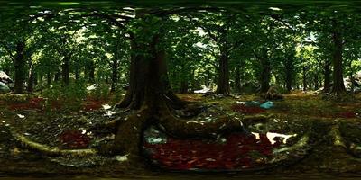 VR360 primeval forest with mossed ground video