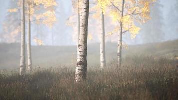 unrise or sunset in a birch forest with rays of sun shining through tree trunks video