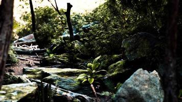 grüner tropischer Wald mit Lichtstrahlen video