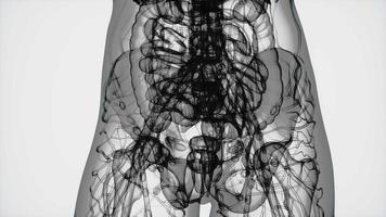 3D MRI Woman Body Scan video