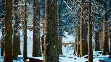 winter calm forest at sunny day video