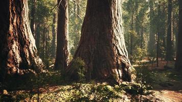 sequoias gigantes no bosque da floresta gigante no parque nacional das sequoias video