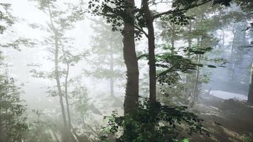 vue panoramique sur la forêt majestueuse dans un brouillard matinal