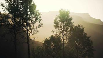 big pine trees growing from rocky outcropping in the mountains video