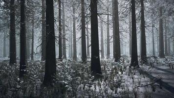 winter pine forest with fog in the background