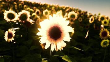 beautiful field of blooming sunflowers against sunset golden light video