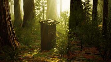 Old wooden beehive in forest in fog